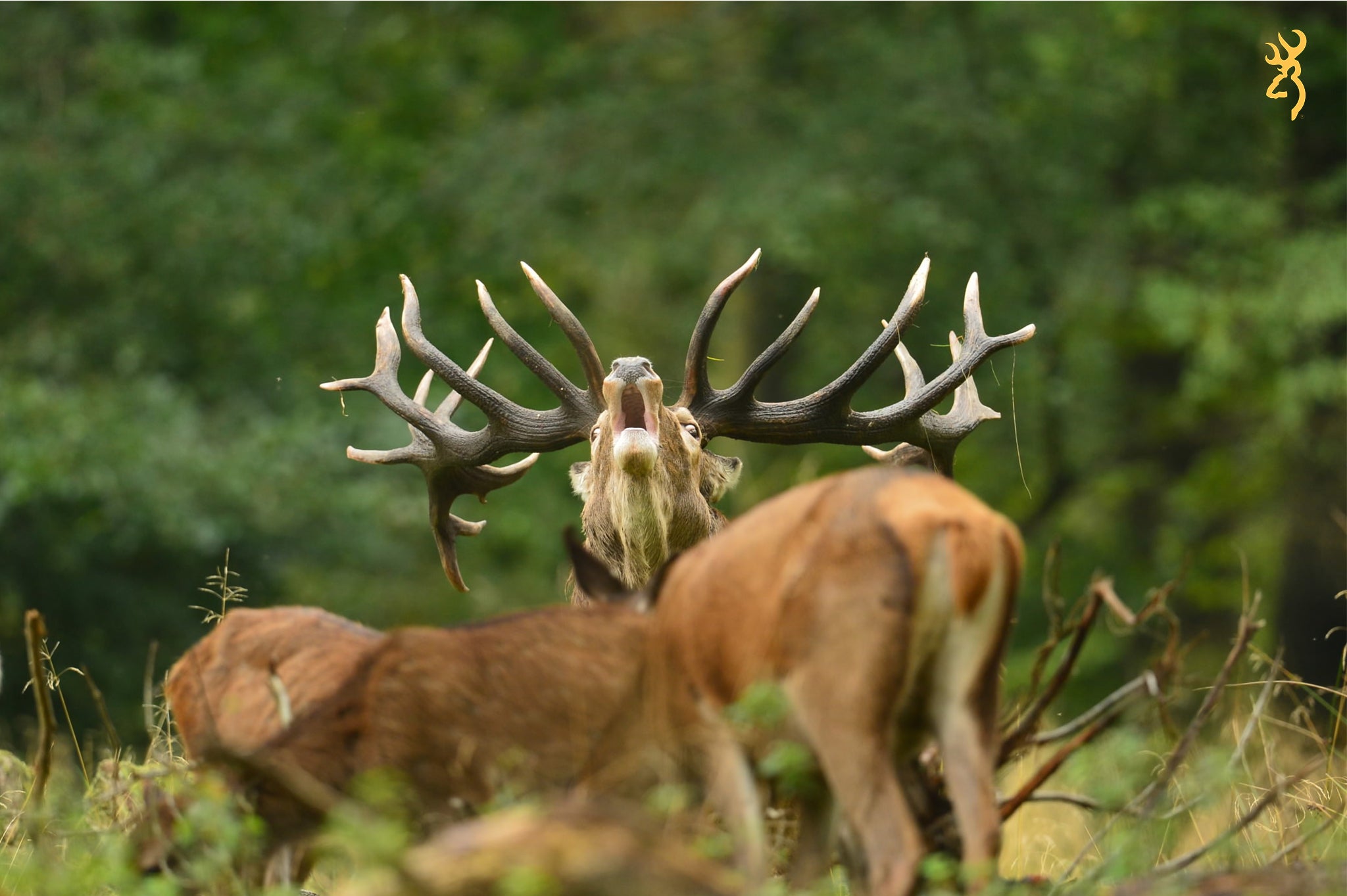 Everything you need to know about deer management