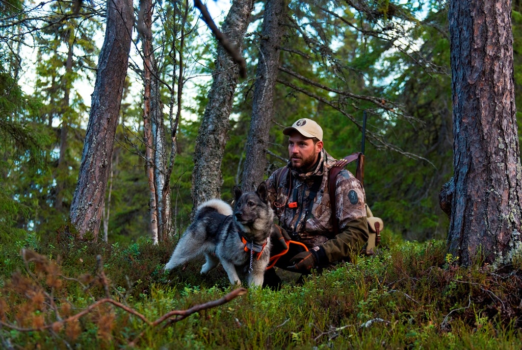 Moose Hunting in Sweden