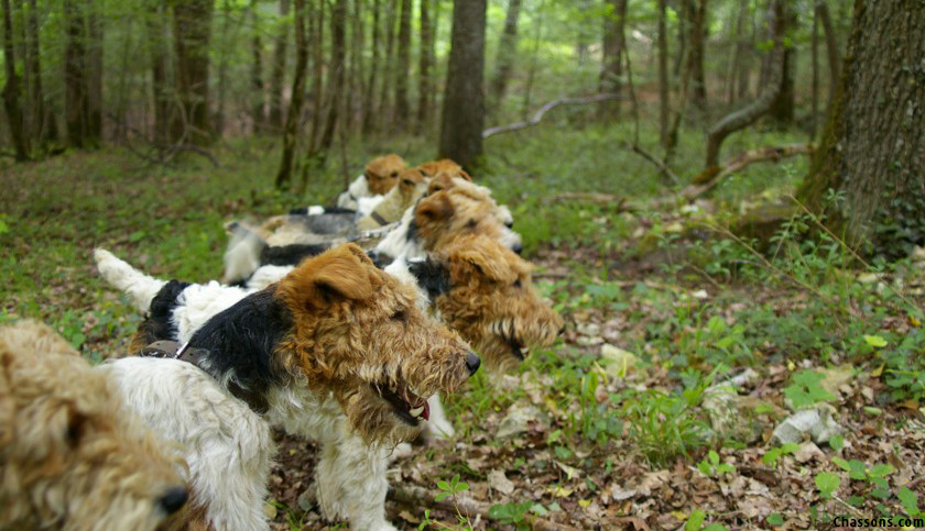 The Fox Terrier, a companion of character